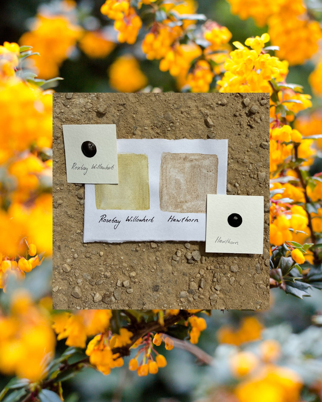 Plant-based Pigment Set (Handmade by Annie Lord)