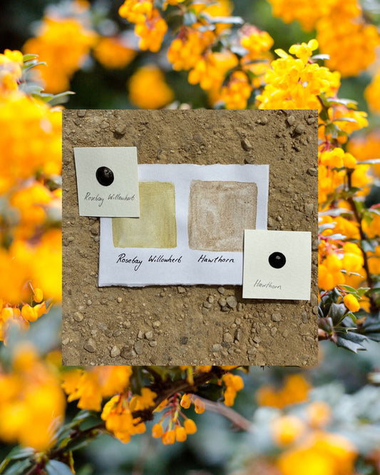 Plant-based Pigment Set (Handmade by Annie Lord)