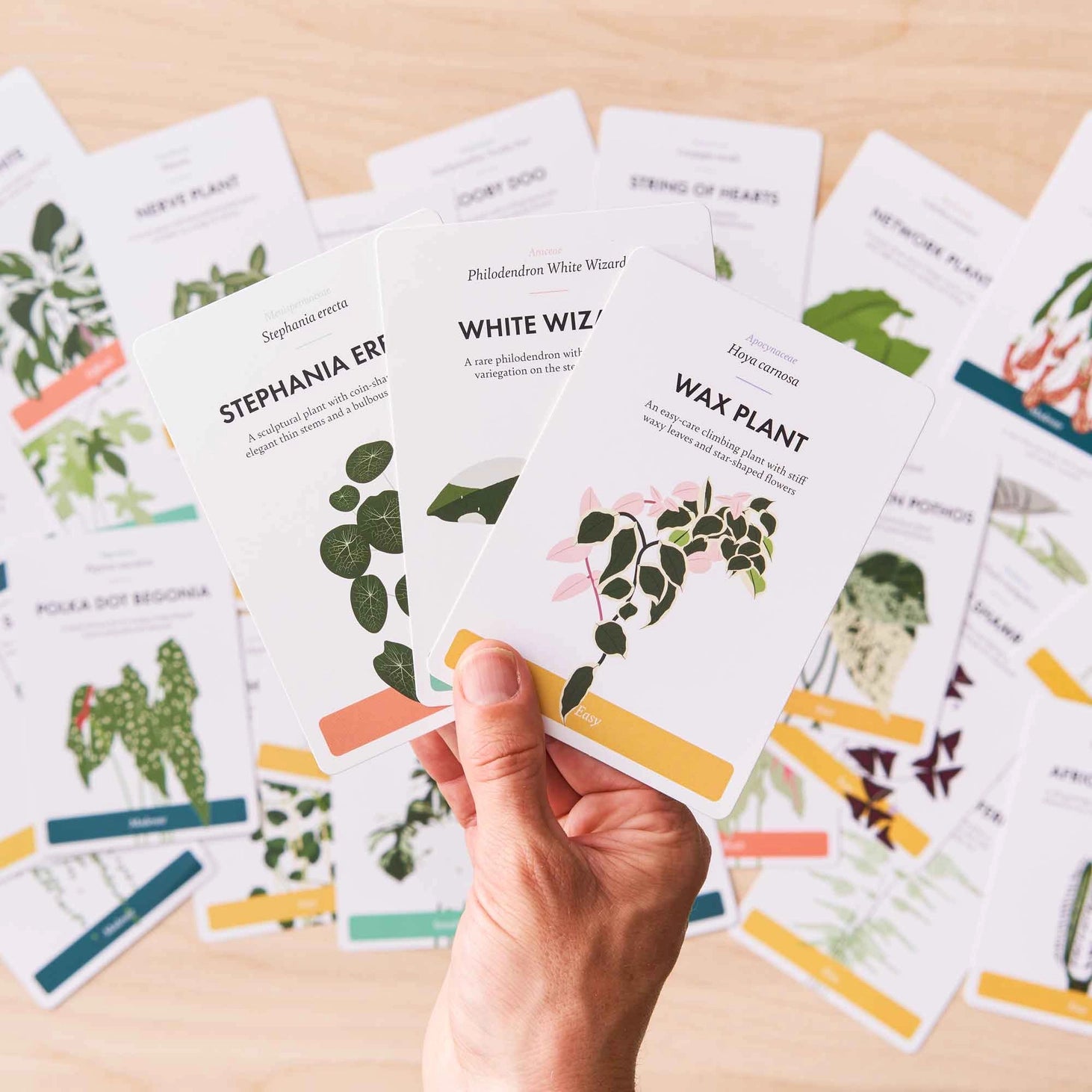 Another Studio Plant Care Cards